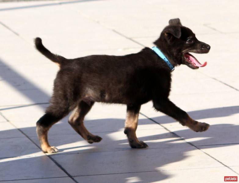 Labrador Retriever, Köpek  haydar fotoğrafı