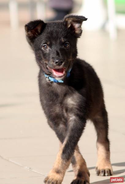 Labrador Retriever, Köpek  haydar fotoğrafı