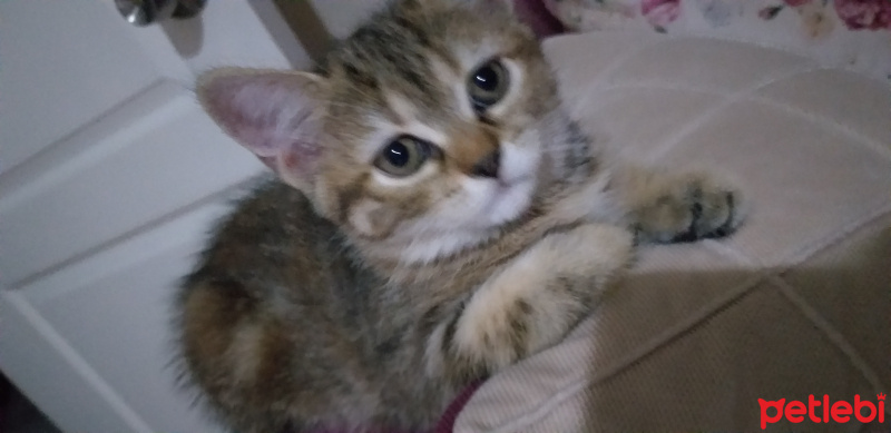 Tekir Kedi, Kedi  Minnak fotoğrafı
