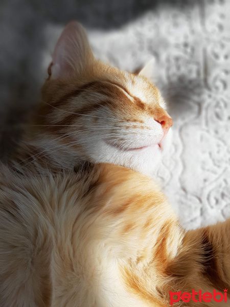 Sarman, Kedi  Havuç fotoğrafı