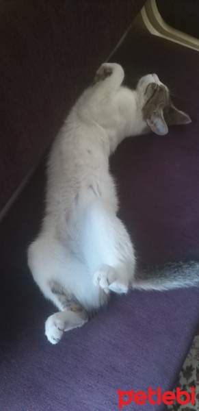 Tekir Kedi, Kedi  maya fotoğrafı