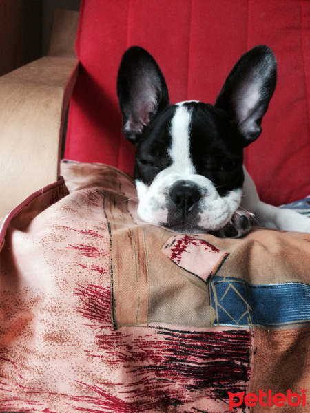 Fransız Bulldog, Köpek  Ceku fotoğrafı