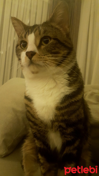 Tekir Kedi, Kedi  Leo fotoğrafı