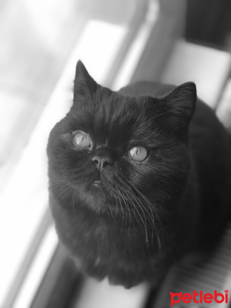 British Shorthair, Kedi  Baron fotoğrafı