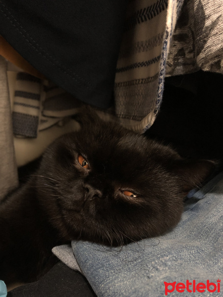 British Shorthair, Kedi  Baron fotoğrafı