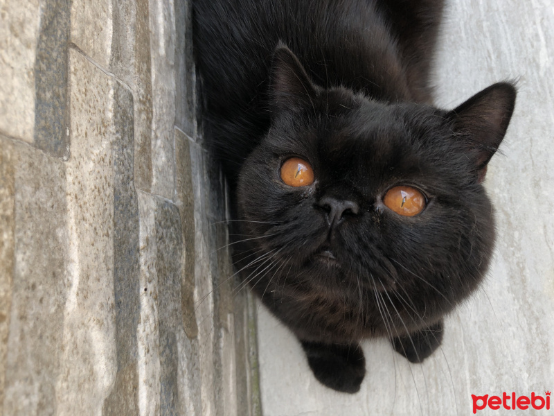 British Shorthair, Kedi  Baron fotoğrafı