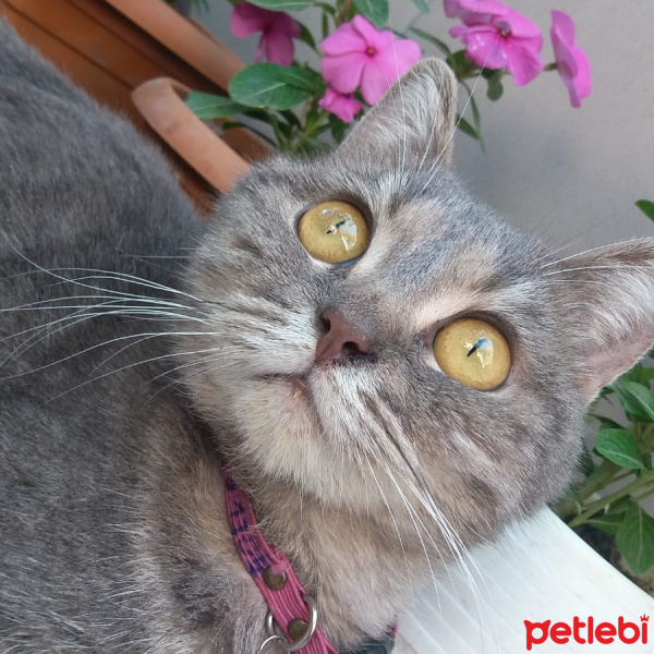 British Shorthair, Kedi  Jennifer fotoğrafı
