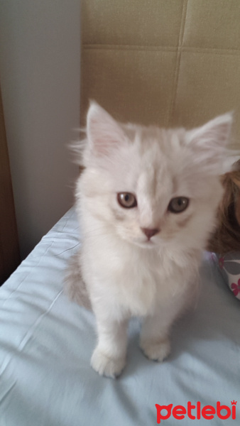 British Shorthair, Kedi  Adını siz verin fotoğrafı