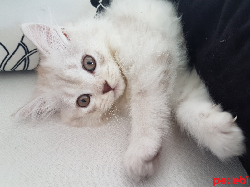 British Shorthair, Kedi  Adını siz verin fotoğrafı