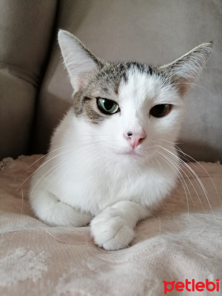 Tekir Kedi, Kedi  Bihter fotoğrafı