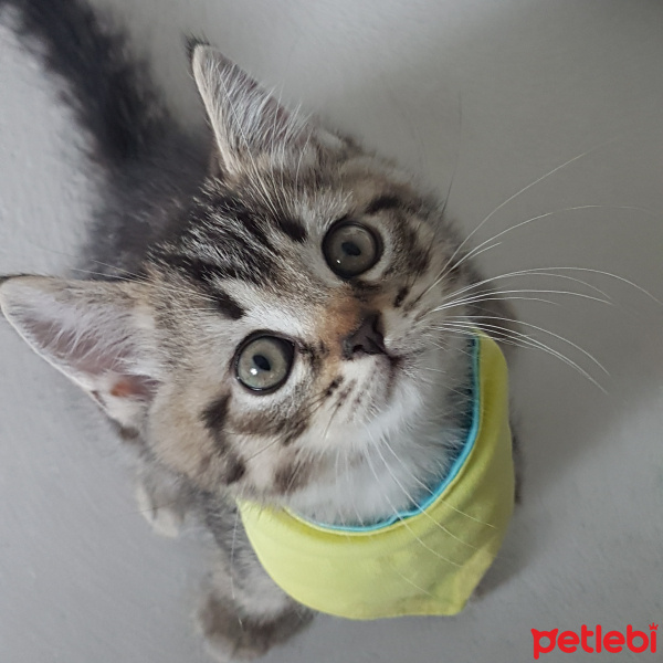 British Shorthair, Kedi  Adını siz verin  fotoğrafı