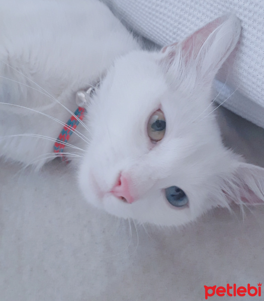 Ankara Kedisi, Kedi  MırMır fotoğrafı