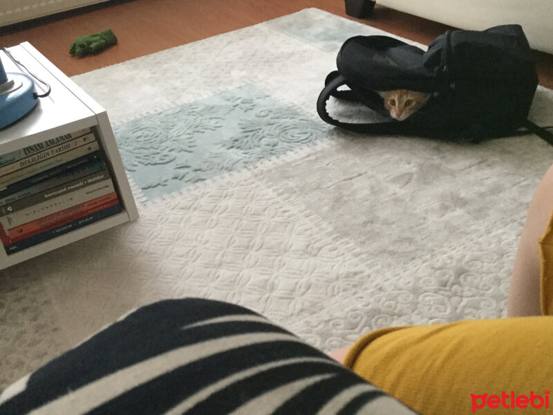 Sarman, Kedi  Bill fotoğrafı