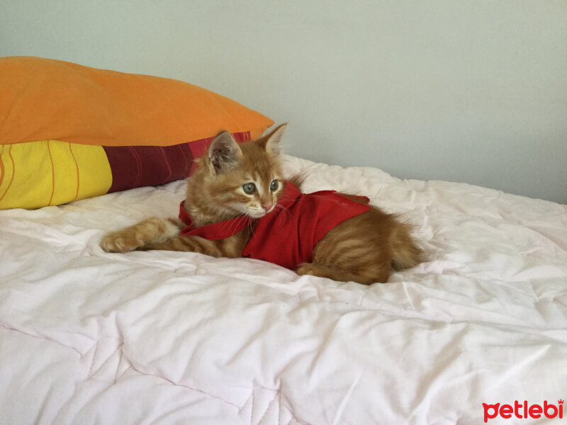 Sarman, Kedi  Bill fotoğrafı