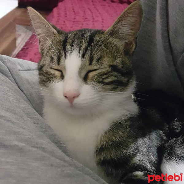Tekir Kedi, Kedi  bastet fotoğrafı