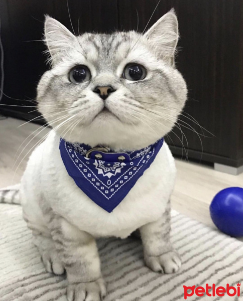 British Shorthair, Kedi  Leon fotoğrafı