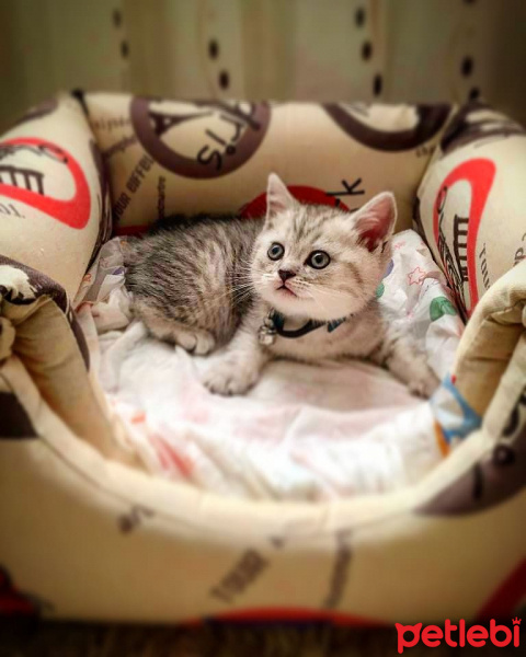 British Shorthair, Kedi  Duman fotoğrafı