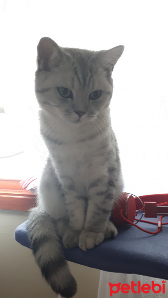 British Shorthair, Kedi  Duman fotoğrafı