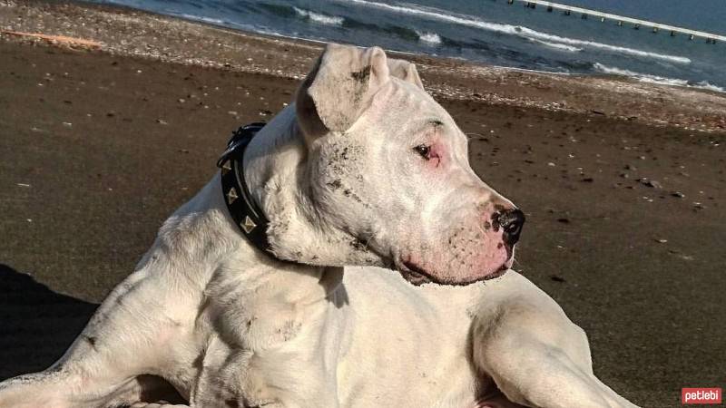 Dogo Arjantin, Köpek  armas fotoğrafı