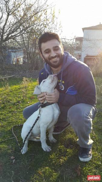 Dogo Arjantin, Köpek  armas fotoğrafı