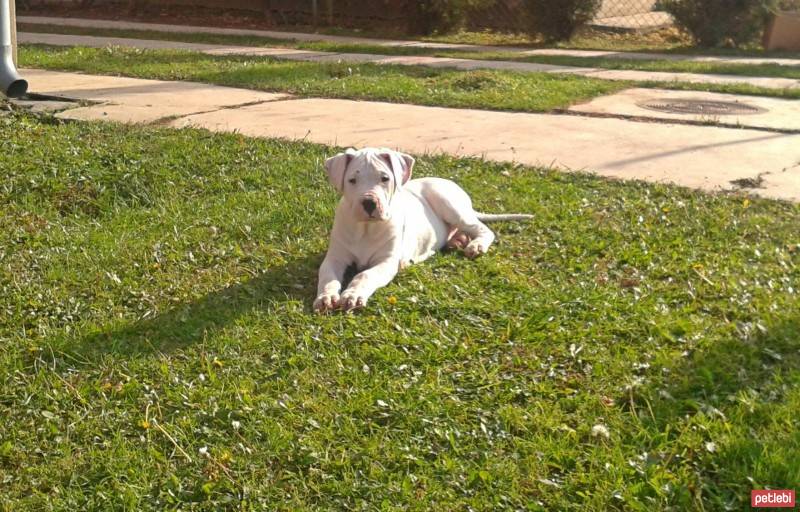 Dogo Arjantin, Köpek  armas fotoğrafı