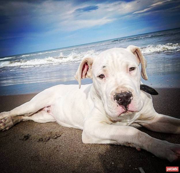 Dogo Arjantin, Köpek  armas fotoğrafı