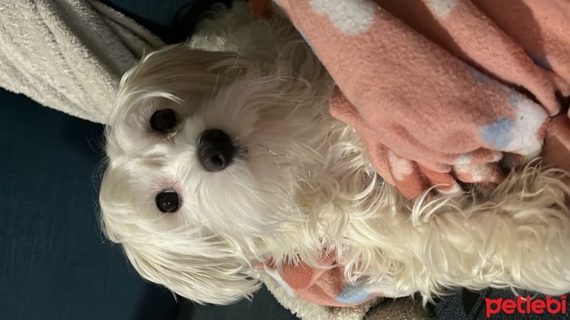 Maltese, Köpek  sakız fotoğrafı