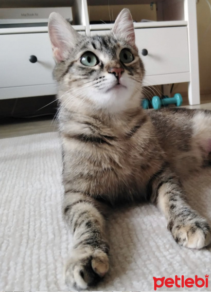 Tekir Kedi, Kedi  Pelo fotoğrafı