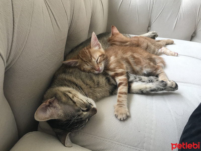 Tekir Kedi, Kedi  Pelo fotoğrafı