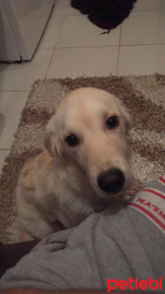 Golden Retriever, Köpek  Badem fotoğrafı