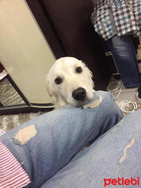 Golden Retriever, Köpek  Badem fotoğrafı