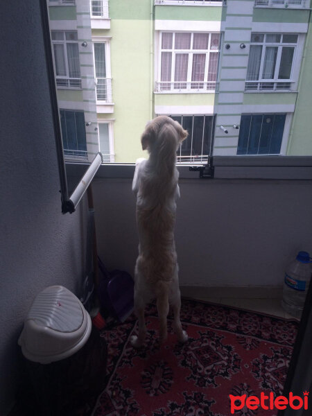 Golden Retriever, Köpek  Badem fotoğrafı