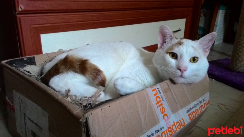 Soke, Kedi  Mini fotoğrafı