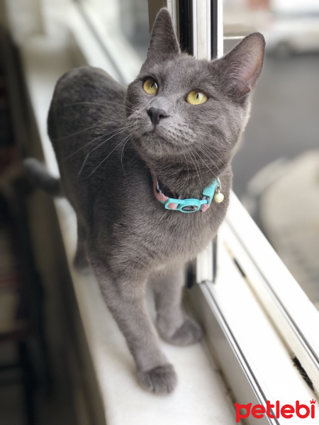 Mavi Rus, Kedi  misha fotoğrafı