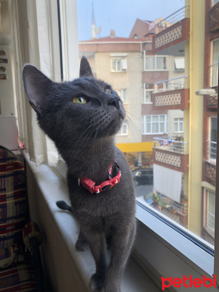 Mavi Rus, Kedi  misha fotoğrafı