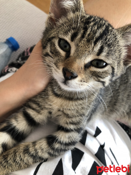 Tekir Kedi, Kedi  Fındık fotoğrafı