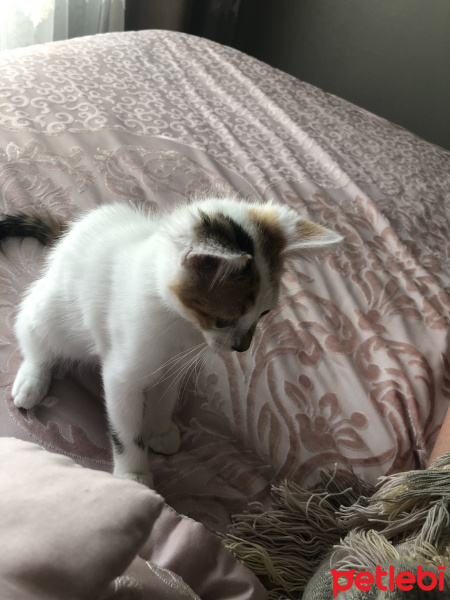 Tekir Kedi, Kedi  Pamuk fotoğrafı