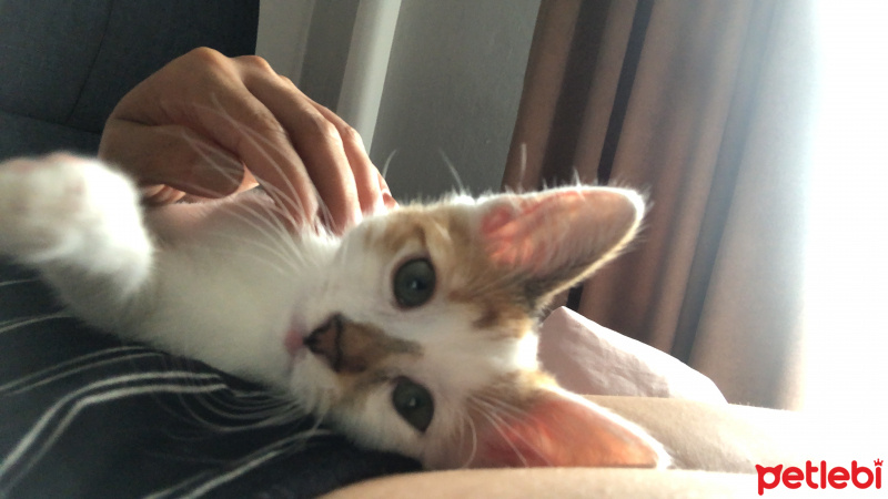 Tekir Kedi, Kedi  Pamuk fotoğrafı