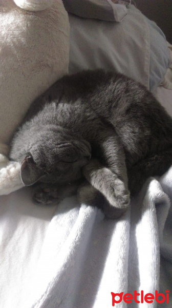 British Shorthair, Kedi  Layla fotoğrafı