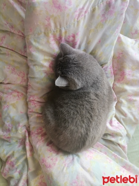 British Shorthair, Kedi  Layla fotoğrafı