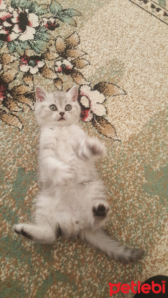 British Shorthair, Kedi  Orbis fotoğrafı