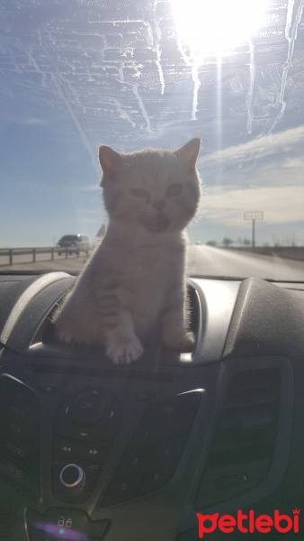 British Shorthair, Kedi  Orbis fotoğrafı