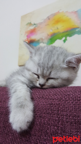 British Shorthair, Kedi  Orbis fotoğrafı