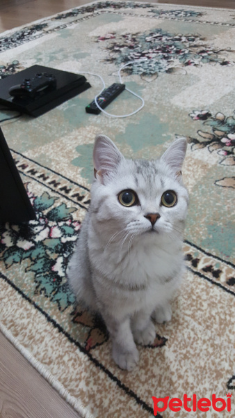 British Shorthair, Kedi  Orbis fotoğrafı