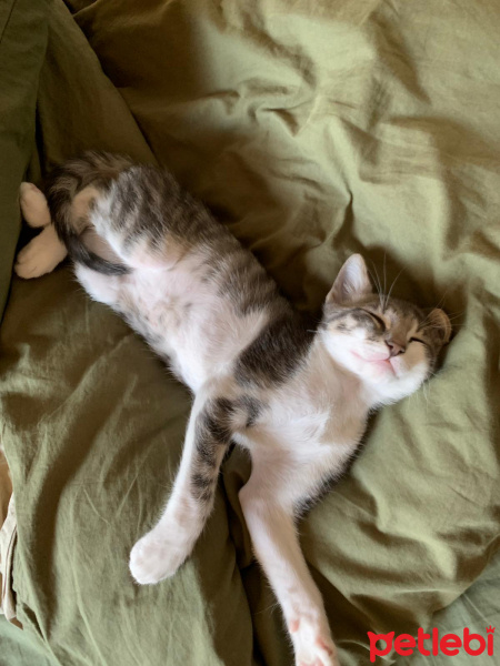 Tekir Kedi, Kedi  Arya fotoğrafı