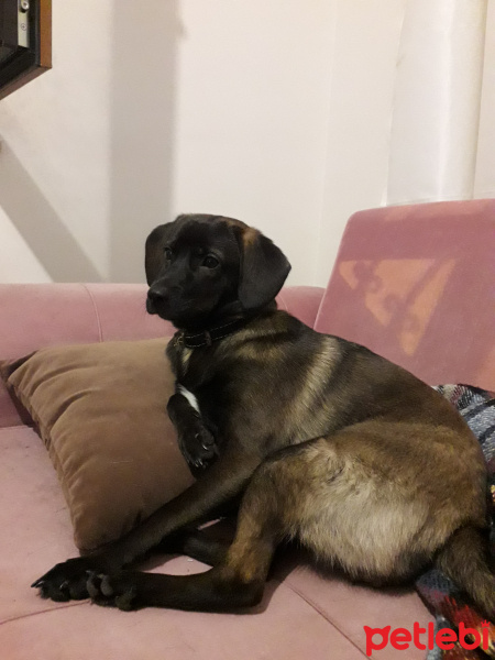 Sokö (Sokak Köpeği), Köpek  Jüjü fotoğrafı