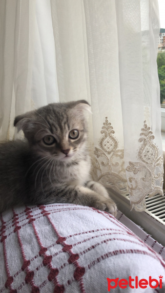 Scottish Fold, Kedi  Reçel fotoğrafı