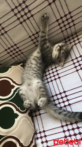 Scottish Fold, Kedi  Reçel fotoğrafı