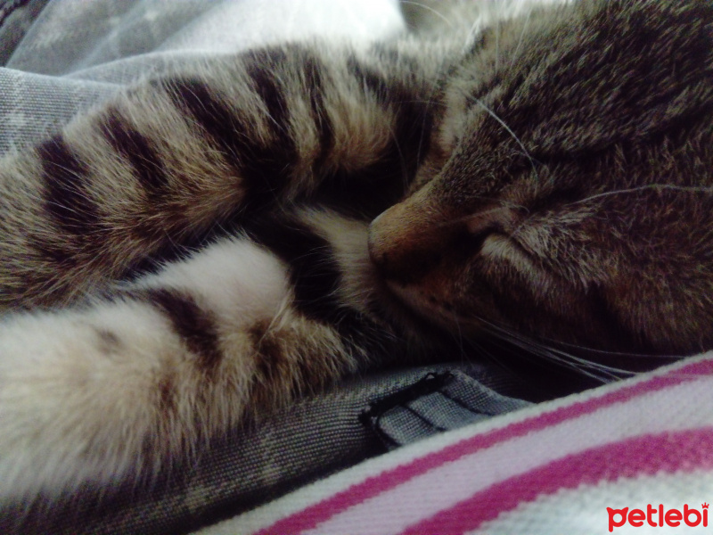 Brazilian Shorthair, Kedi  Athena fotoğrafı