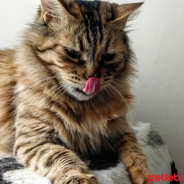 Maine Coon, Kedi  Kapsül fotoğrafı